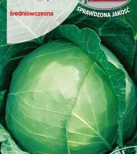NW KAPUSTA SŁAW Z GŁ.PL6143283UKA31