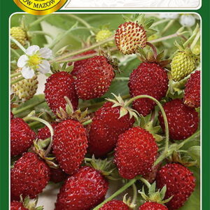 NW POZIOMKA REGINAPL004/63/51/3W/A