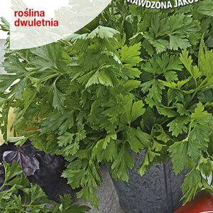 PIETRUSZKA NAC.GIGANTE 1G